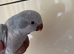 Tame Quaker parrot