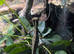 Gonocephalus kuhlii (angle head lizard) with full bio active setup, LTC exo terra 90x 90 x 45, arcadia lights etc