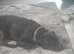 Male staffy