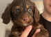 5 Sprockerpoo puppies