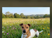16 month old jack russel for stud