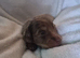 Miniture dashshund