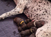 Gsp/Visla puppies KC registered