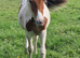 Very quiet yearling
