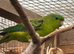 Lineolated parakeets Linnies DNA cock & hen