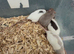 Dumbo rats