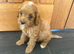 CAVAPOO PUPS F1 REDS PARANTS DNA TESTED