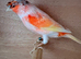 Harlequin canary