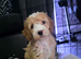 READY NOW - 2 Gorgeous Female Cockapoo Puppies Remaining