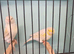 New Colour Canaries