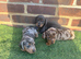 Miniature dachshund puppies