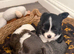 READY NOW! Chihuahua long hair x2