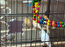 Good quality canaries