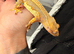 Breeding pair crested geckos