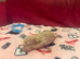5 toy poodle puppy&rsquo;s 3 boys 2 girls