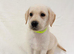 6 gorgeous Labrador retrievers