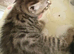 Last female kitten