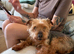 Yorkshire/border terrier cross