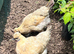 Goldtop hens for sale . 18-24 months old