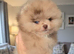 CHIAO LI YA plush merle beautiful lineage pomeranian