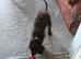 Beautiful Chocolate Brown Cockapoo Puppy