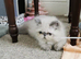Pedigree Persian exotic kitten