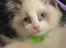 Fluffy Ragdoll kittens