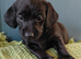 Doxiepoo for sale