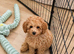 Extensively health Tested Cavapoos Therapy/Support dogs