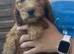 6 beautiful goldendoodles