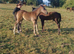Caerbra Legacy Colt