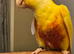 Hand Reared Lutino Conure Baby