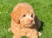 2 Left!! Stunning Labradoodles (Mini) From Health tested parents - READY NOW!!