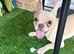 Female French bulldog