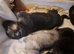 Really Beautiful tri colour German Shepherd puppies.