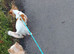 Red and white chihuahua