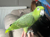 Extremely rare mealy x yellow crowned Amazon
