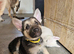 Black,Sable and white german sheherd pups
