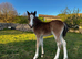 2 brood mare & 2 correct foals
