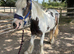 Yearling filly to make 14+