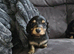 2 longhair mini dachshund boys