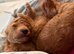 Kc registered toy poodles