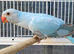 Stunning Rare mutation Violet Blue Opaline Split Cleartail Baby Ringneck