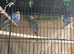 Budgie MALES in SKY or Ocean, Cobalt Blue and white and 2 x green/yellow &pound;25 each buy the 5 for &pound;125