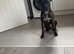 20 month Male Presa Canario