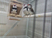 Bengalese finches and Diamond firetail finches for sale