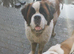 Beautiful saint Bernard puppies