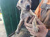 Beautiful Lurcher pups