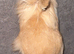 Neverland dwarf cross lionhead