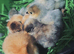 Day old chicks for sale